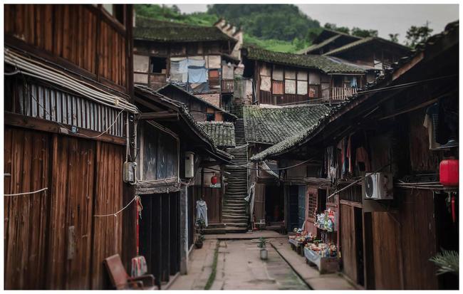 动物帮帮忙保卫家园